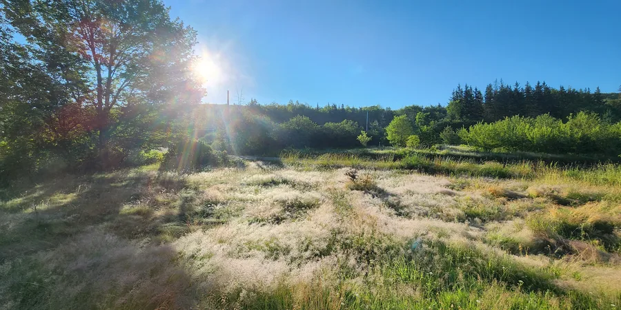 Sunrise over the treeline at Shantodaya Farms, with dew catching the first light across the grass